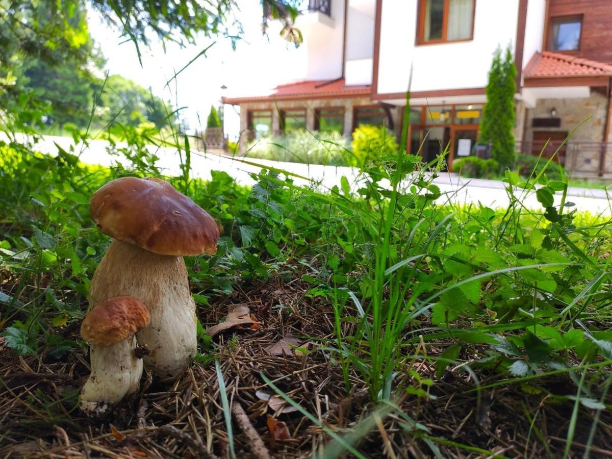 "Моето Любимо Място", Смолянски Езера - "My Favorite Place", Smolyan Lakes المظهر الخارجي الصورة